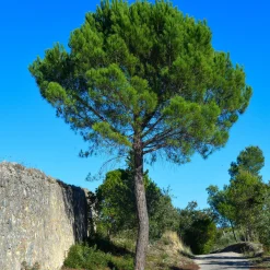 Pin parasol - Le sud dans votre jardin