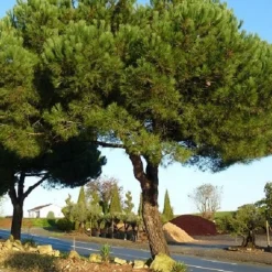 Pin parasol - Le sud dans votre jardin