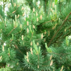 Pin sylvestre - Le conifère qui vit 400 ans