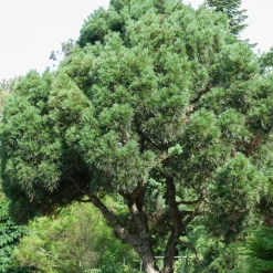 Pin sylvestre - Le conifère qui vit 400 ans