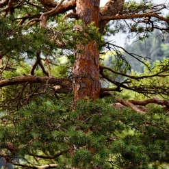 Pin sylvestre - Le conifère qui vit 400 ans