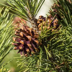 Pin sylvestre - Le conifère qui vit 400 ans