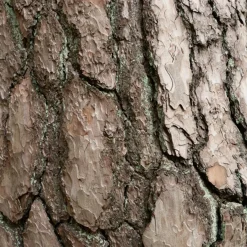 Pin sylvestre - Le conifère qui vit 400 ans