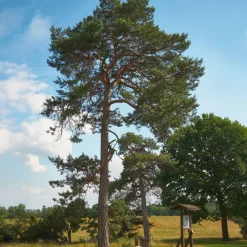 Pin sylvestre - Le conifère qui vit 400 ans
