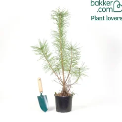 Pin sylvestre - Le conifère qui vit 400 ans