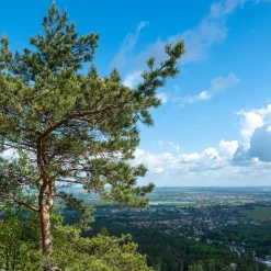 Pin sylvestre - Le conifère qui vit 400 ans