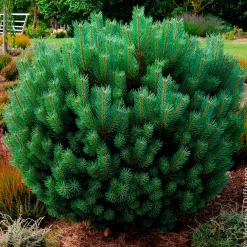 Pin sylvestre Watereri - Le grand pin qui reste petit