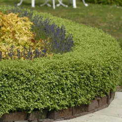 Pittosporum Golf Ball - La boule verte prête à poser