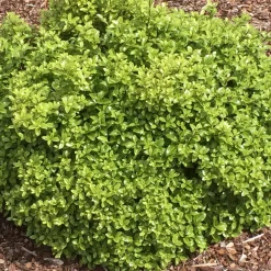 Pittosporum Golf Ball - La boule verte prête à poser