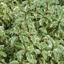 Pittosporum tenuifolium variegatum - Feuillage clair toute l'année