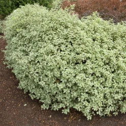Pittosporum tenuifolium variegatum - Feuillage clair toute l'année