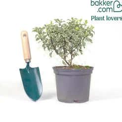Pittosporum tenuifolium variegatum - Feuillage clair toute l'année