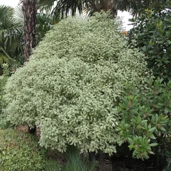 Pittosporum tenuifolium variegatum - Feuillage clair toute l'année