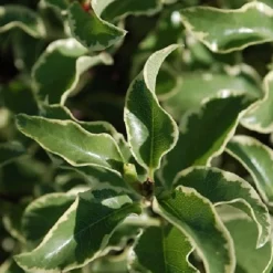 Pittosporum tenuifolium variegatum - Feuillage clair toute l'année