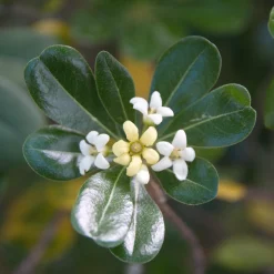 Pittosporum tobira - Fleurs parfumées tout l'été