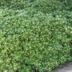 Pittosporum tobira - Fleurs parfumées tout l'été