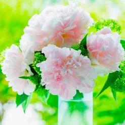 Pivoine Albert Crousse - Fleurs roses parfumées géantes
