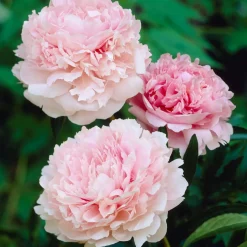 Pivoine Albert Crousse - Fleurs roses parfumées géantes