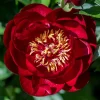 Pivoine Bella - Fleurs rouges spectaculaires
