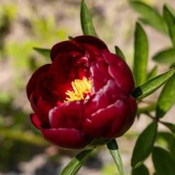 Pivoine Bella - Fleurs rouges spectaculaires