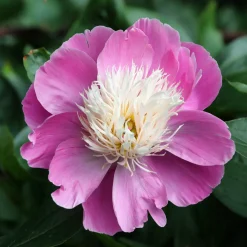Pivoine Bowl of Beauty - La reine du massif fleuri