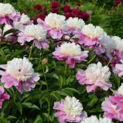 Pivoine Bowl of Beauty - La reine du massif fleuri