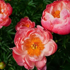 Pivoine Coral Charm - Corail qui vire au pastel
