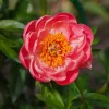 Pivoine 'Coral Sunset' - Corail au printemps
