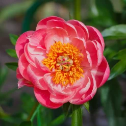 Pivoine 'Coral Sunset' - Corail au printemps