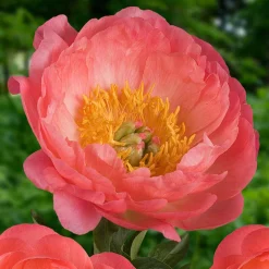 Pivoine 'Coral Sunset' - Corail au printemps