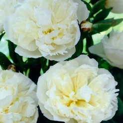 Pivoine 'Duchesse de Nemours' - Le parfum blanc du printemps