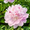 Pivoine 'Eden's Perfume' - Le parfum de rose au jardin