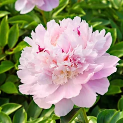 Pivoine 'Eden's Perfume' - Le parfum de rose au jardin