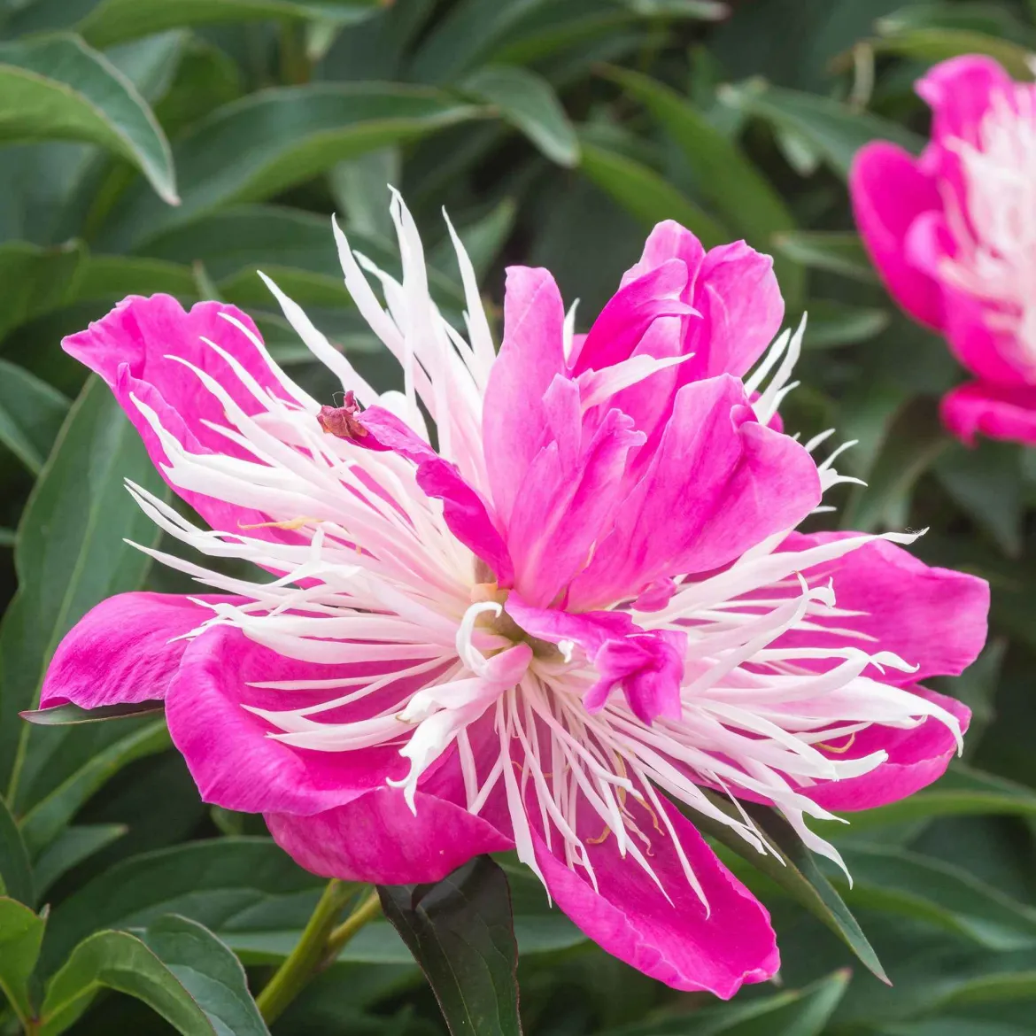 Pivoine 'Fantastic' - La reine des massifs romantiques