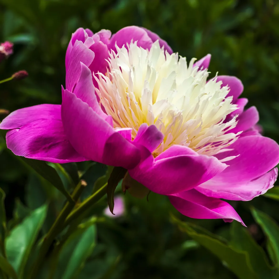 Pivoine 'Fantastic' - La reine des massifs romantiques