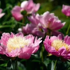 Pivoine 'Fantastic' - La reine des massifs romantiques