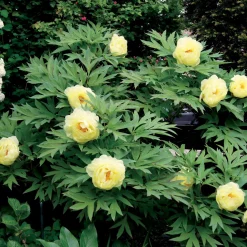 Pivoine Itoh Bartzella - Le jaune qui illumine