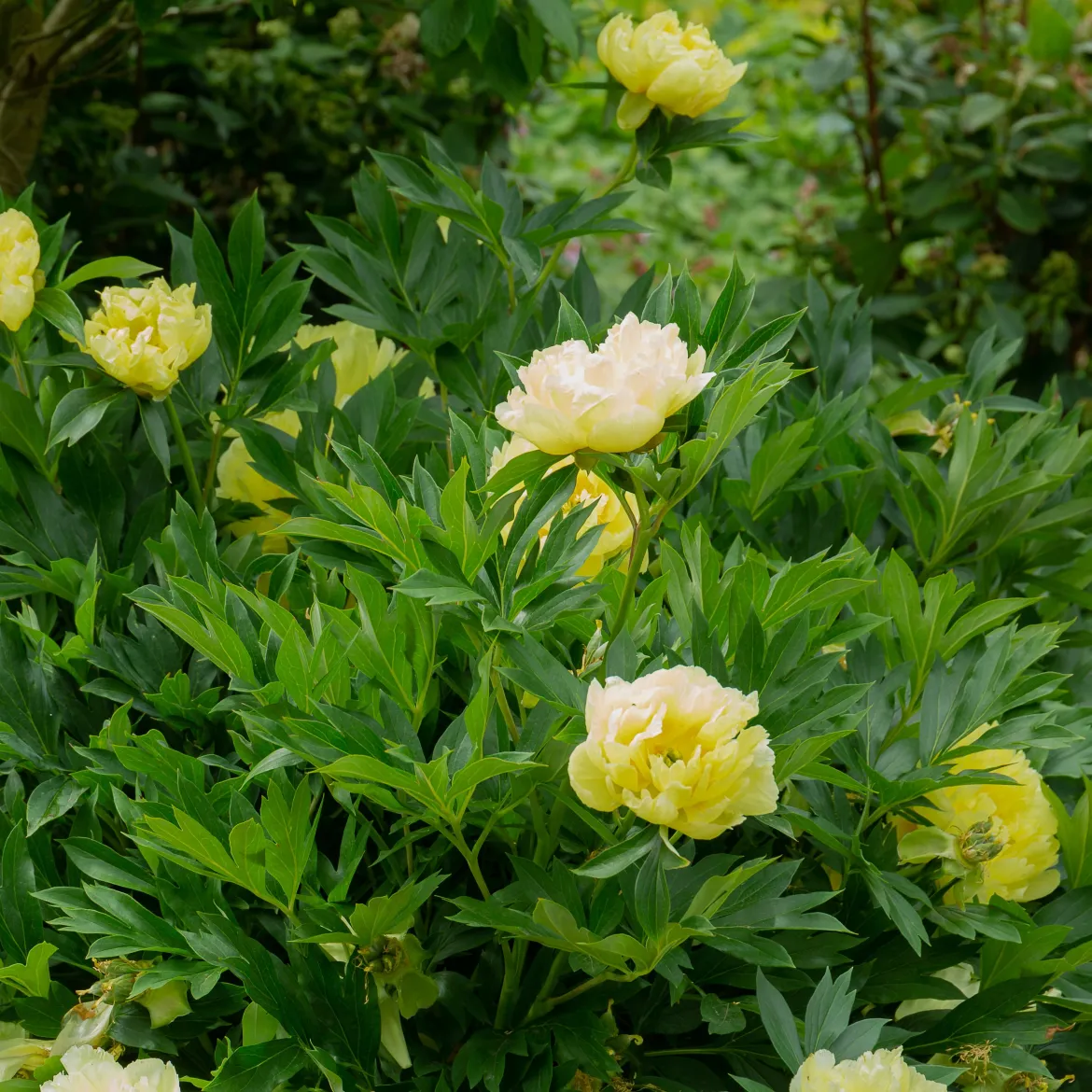 Pivoine Itoh Bartzella - Le jaune qui illumine