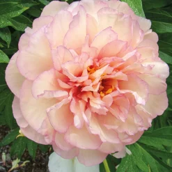 Pivoine Itoh Scrumdiddlyumptious - Des fleurs géantes sans effort
