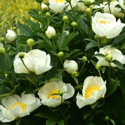 Pivoine Jan Van Leeuwen - Grosses fleurs blanches parfumées