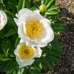 Pivoine Jan Van Leeuwen - Grosses fleurs blanches parfumées