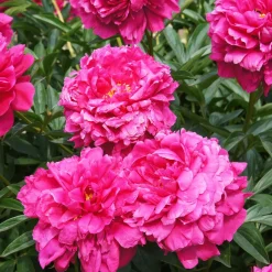 Pivoine Kansas - Des fleurs fuchsia XXL