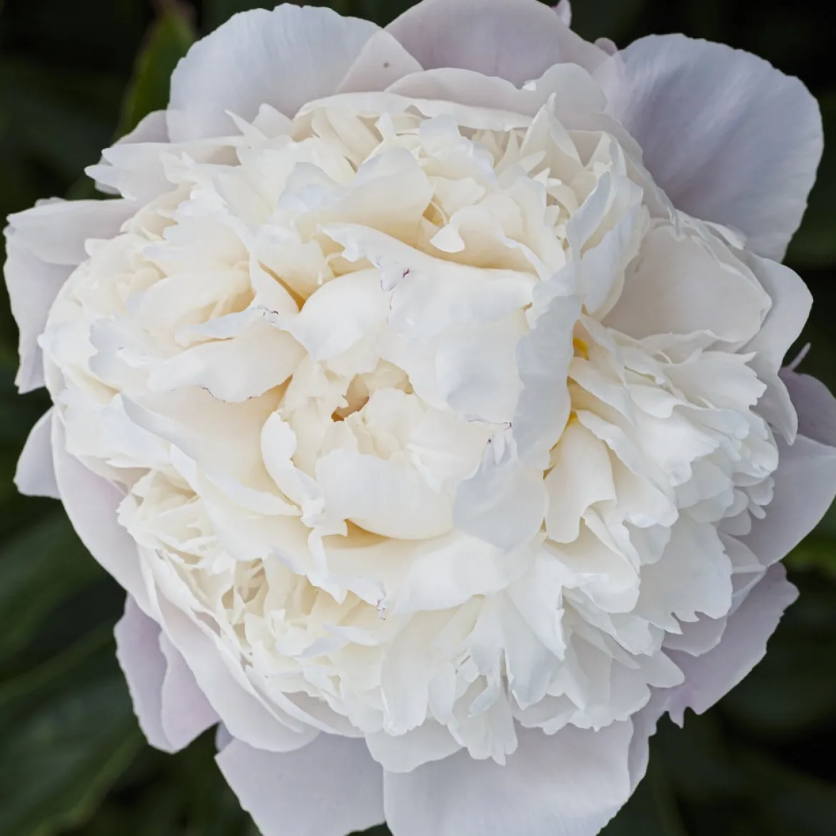Pivoine lactiflora Fleur de Pêcher - La fleur qui rend le jardin chic