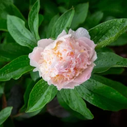 Pivoine lactiflora Fleur de Pêcher - La fleur qui rend le jardin chic