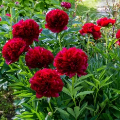 Pivoine Red Charm - Le rouge qui claque au jardin