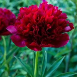 Pivoine Red Charm - Le rouge qui claque au jardin