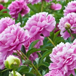 Pivoine rose - Des fleurs XXL au jardin