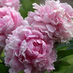 Pivoine 'Sarah Bernhardt' - Des fleurs XXL au jardin