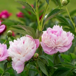 Pivoine 'Sorbet' - Une fleur, trois teintes