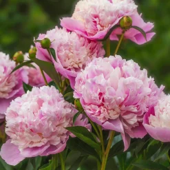 Pivoine 'Sorbet' - Une fleur, trois teintes